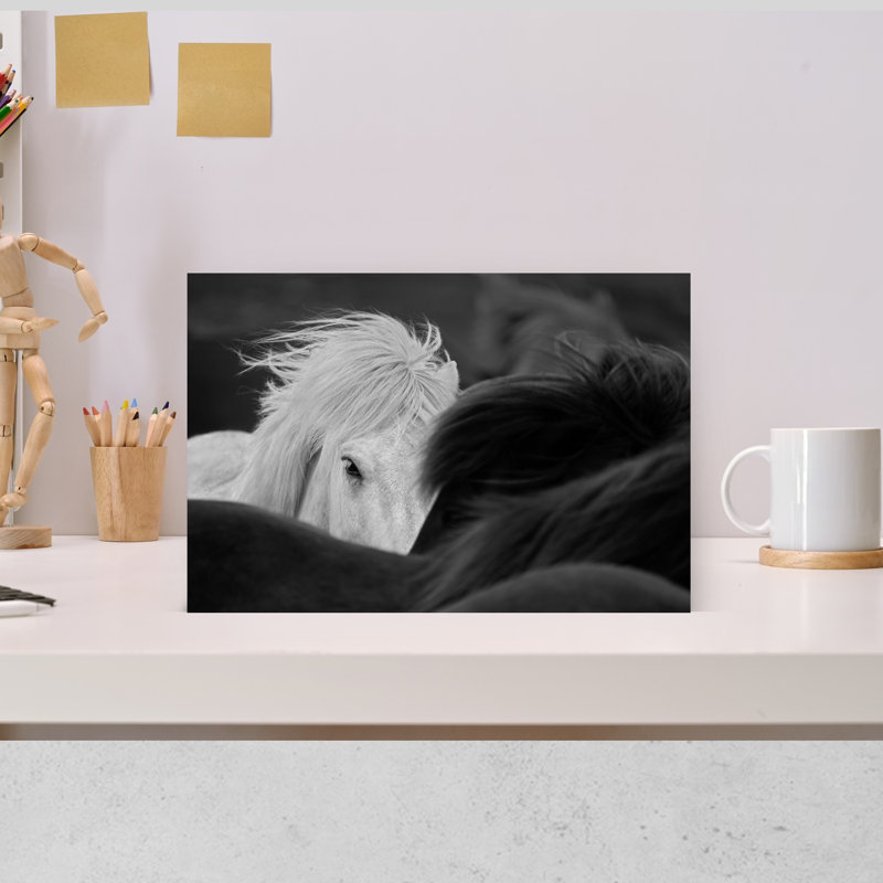 «Curious White Horse Gaze», art mural cheval contemporain, 12" H x 18" W