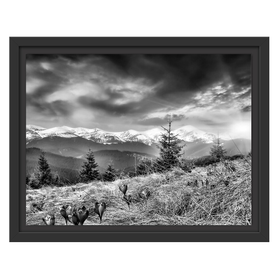 Gerahmtes Wandbild Krokusse auf Hochalmwiese in Alpen