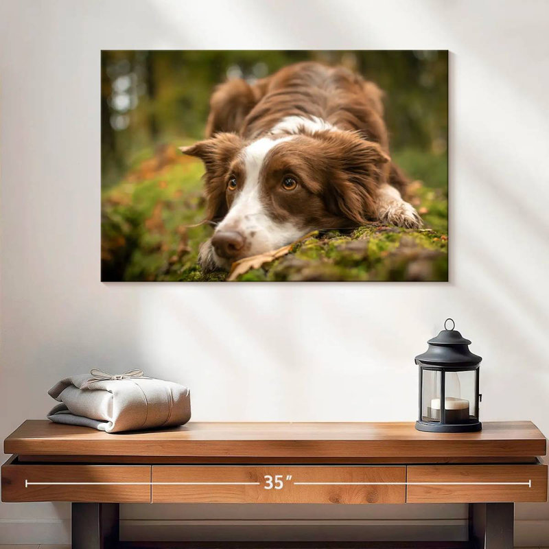 Border collie adorable, H 16 po x l 24 po