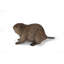 STATUE DE CUB AMERICAN BEAVER