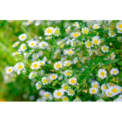 Fleur de marguerite - photographie sur toile tendue