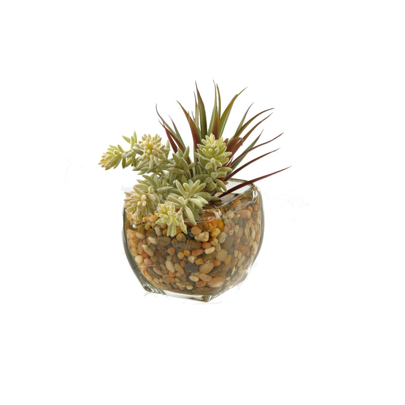 Cube en verre yucca succulent