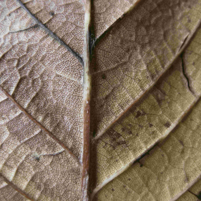 Éléments organiques II, H 12 po x l 12 po