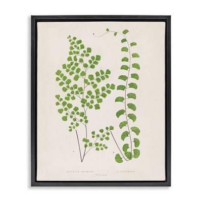 Cadre flottant Vivid Green Ferns Study, conception par Phillipa Katz