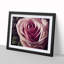 An Exceptional Rose Flower - Framed Print-758606175-758606172