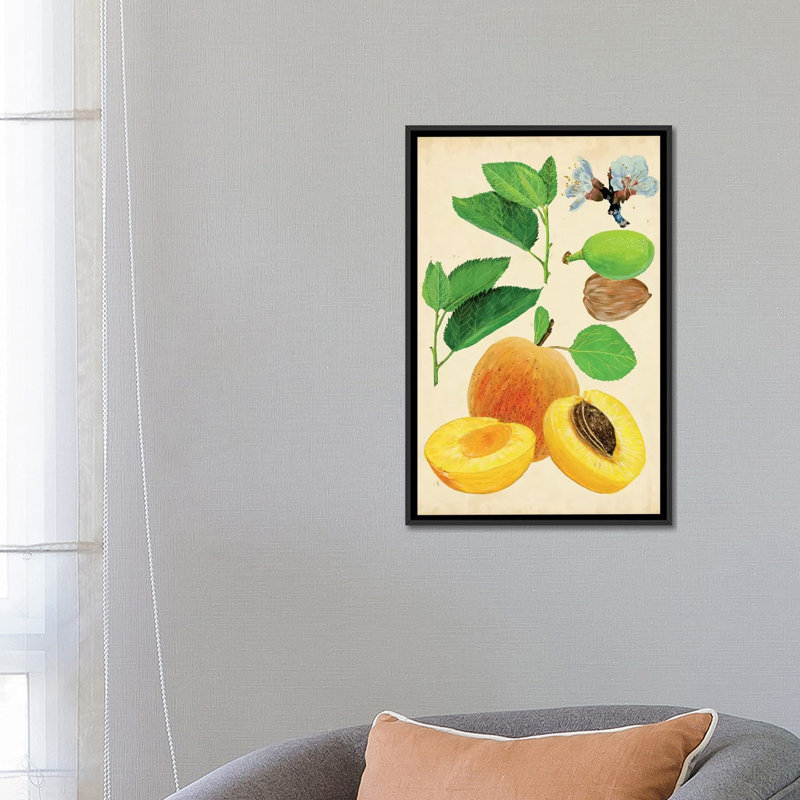 «Apricot Study I», reproduction d'impression sur toile tendue, H 26 po x l 18 po x P 1,5 po, Toile avec cadre noir