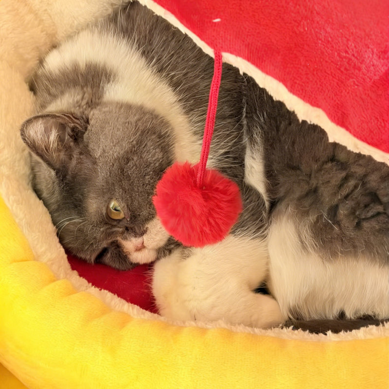 Lit pour chat à capuchon pelucheux avec ours en peluche et nid-de-chat