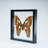 Single Genuine Attacus Atlas In Black Display Frame