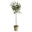 Conservatory Faux Olive Tree Tree in Ceramic Pot-676665614
