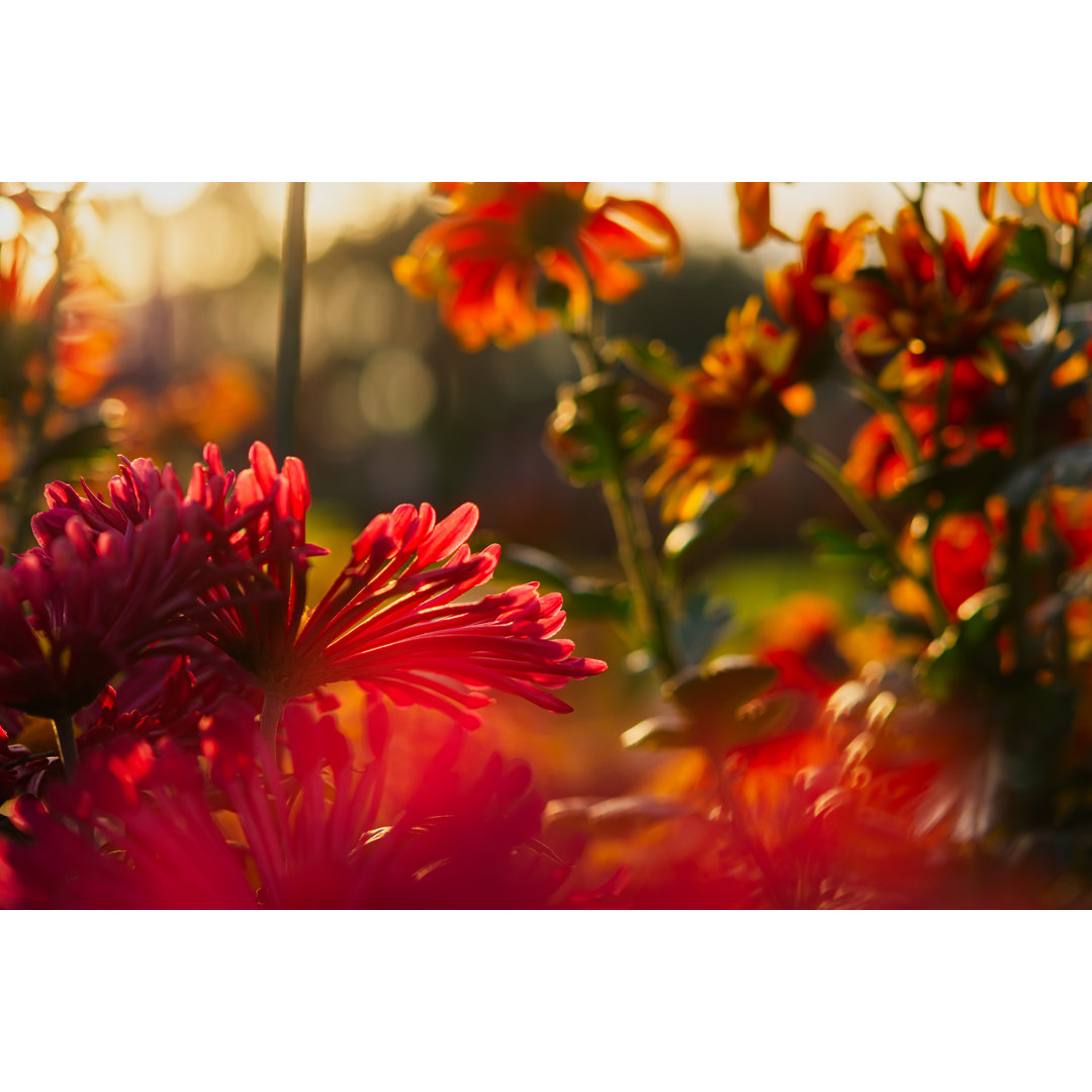 Rote Chrysanthemen im Herbst von Anna Pismenskova - Kunstdrucke auf Leinwand