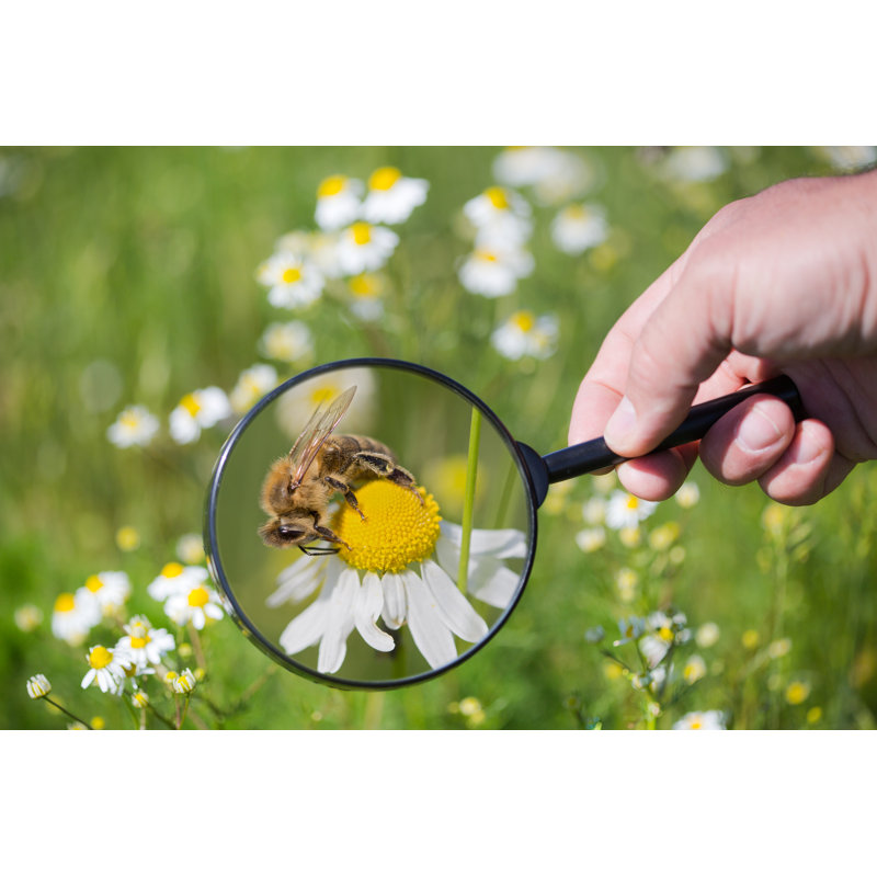Abeille sous la loupe de Diephosi, H 24 po x l 36 po