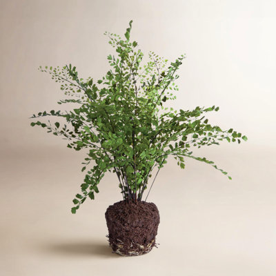 18" Fern Plant