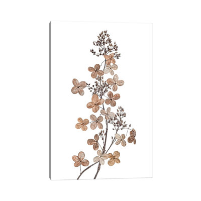 Hydrangea Paniculata 1 Piece Wrapped Canvas Painting