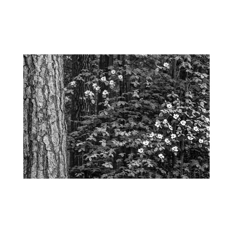 Usa, California, Yosemite, Dogwoods by John Ford - Wrapped Canvas Gallery-Wrapped Canvas Giclée, 66.04 cm H x 45.72 cm W