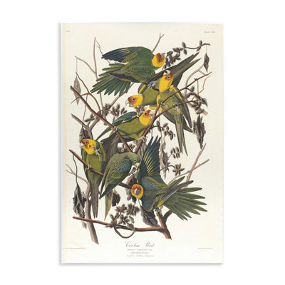 "Classic Carolina Parrot Study", art mural par one1000paintings