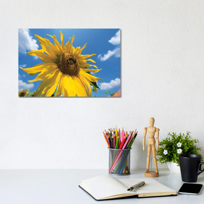 Common Sunflower With Blue Sky And Clouds I by Konrad Wothe - Wrapped Canvas Print