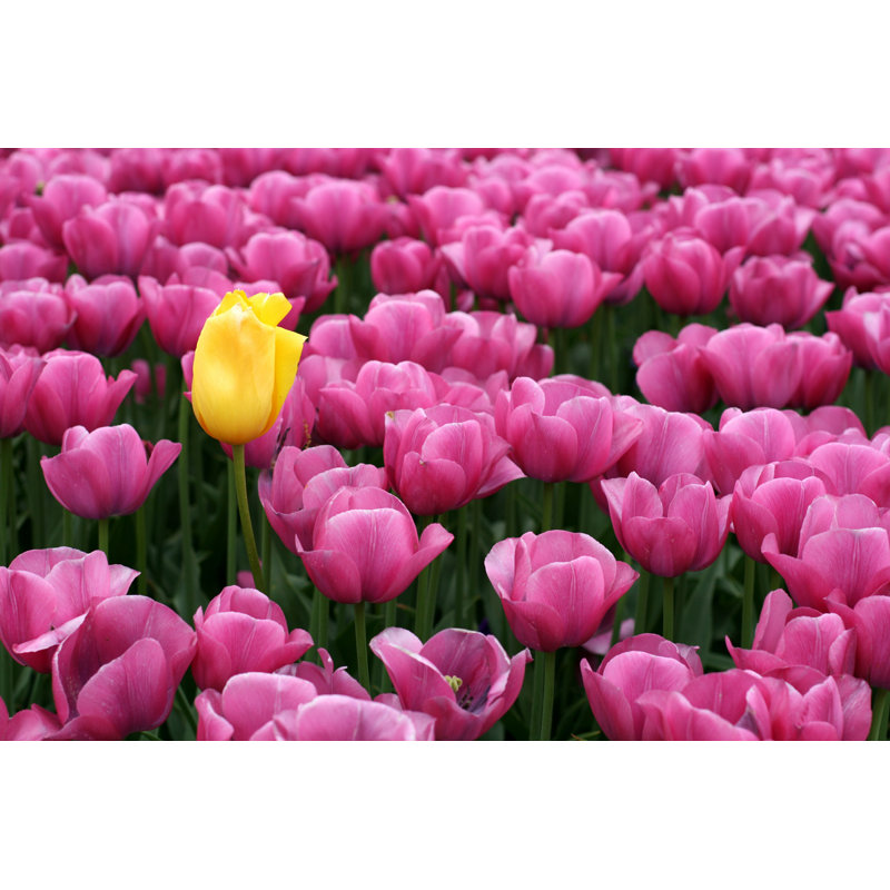 Tulipes - Photographie sur toile tendue, H 8 po x l 12 po