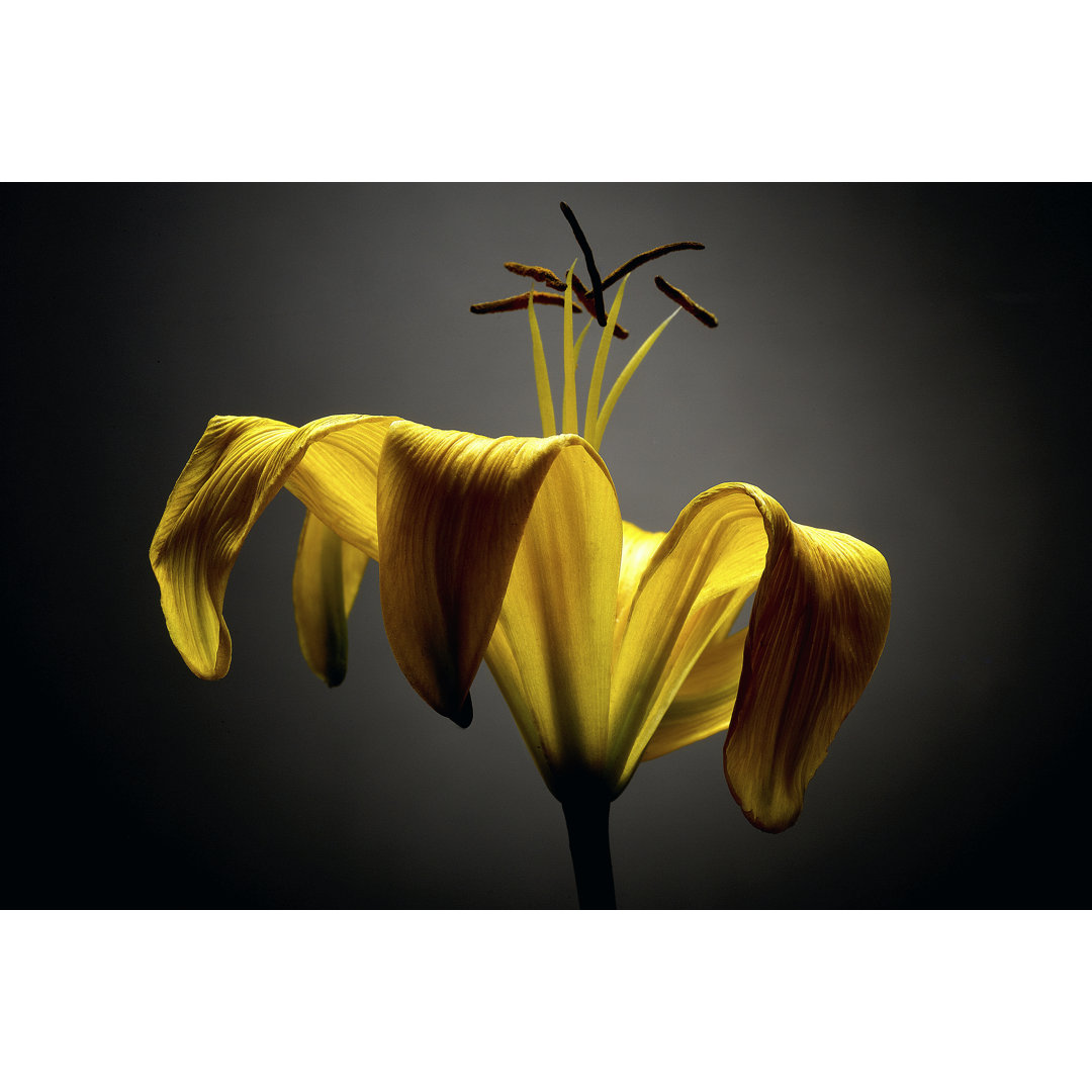 Leinwandbild Studio Flowers V von James Mcloughlin