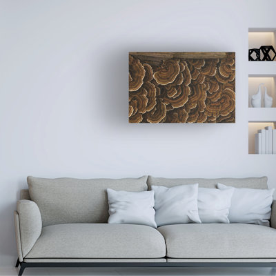 Wrapped Canvas Wall Art - Kurt Shaffer 'Turkey tail mushroom log' Wall Art for Living Room, Bedroom, or Office Décor  - 22x32
