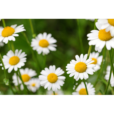 " Daisy Flower In Meadow " by Sasimoto