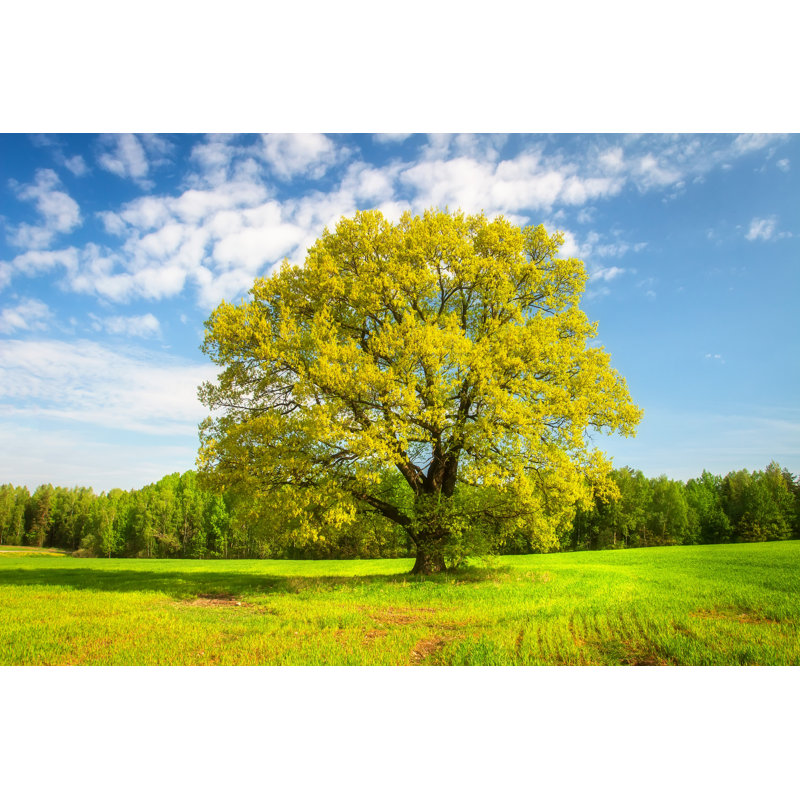Trees In Springtime - Wrapped Canvas Print, 30cm H x 46cm W