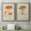 Toile encadrée de qualité supérieure Mushroom Variétés-816178478-816178473