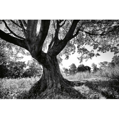 " Longwood Tree "