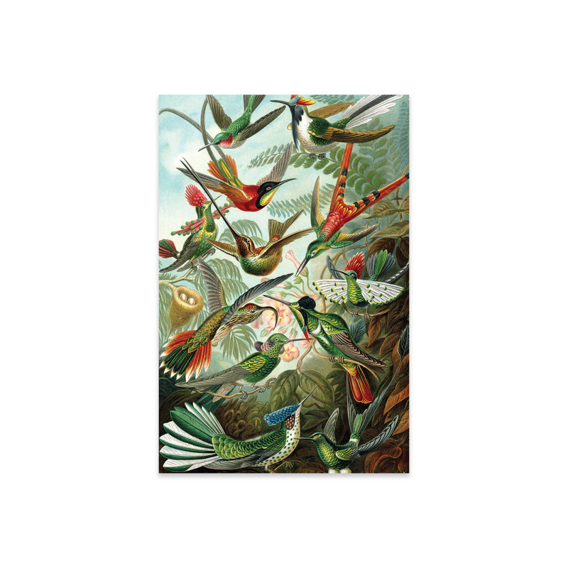 " Haeckel Hummingbirds " by PatentPrintStore