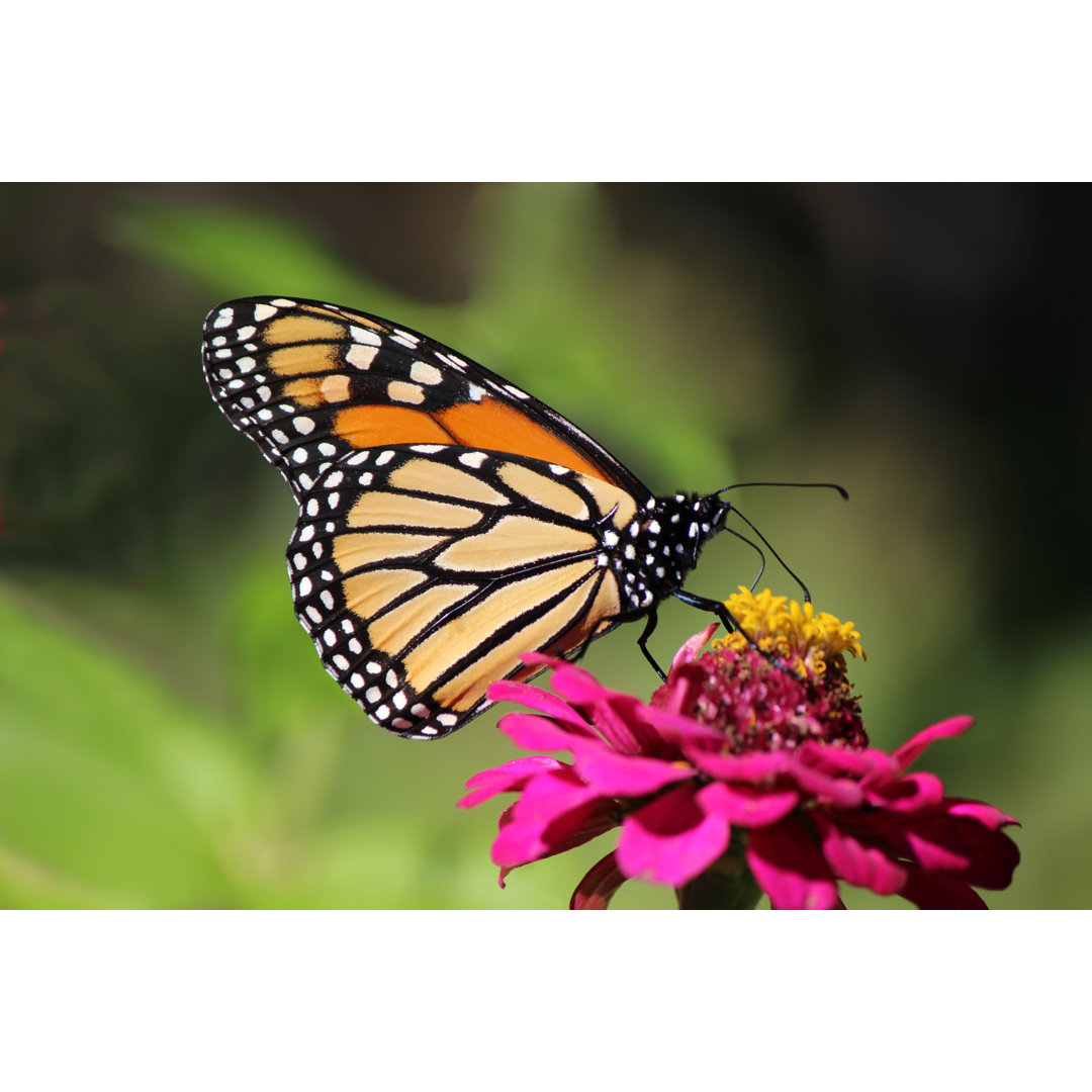 Monarch Schmetterling von Merrilyanne - Kunstdrucke auf Leinwand