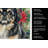 Black and Tan Pekingese Christmas PoinsettIas Kitchen Towel-2080584099