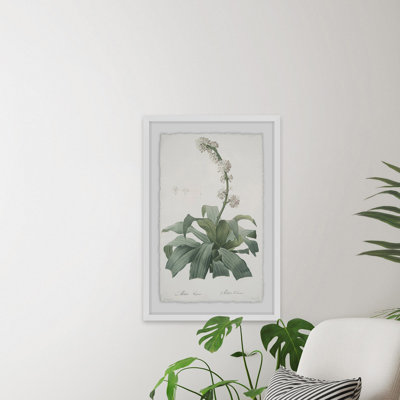 Plant Study 1 " Aletris Fragrans "