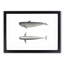 Blackfish Whale by C.M. Scammon - Framed Print-57844772-57844775