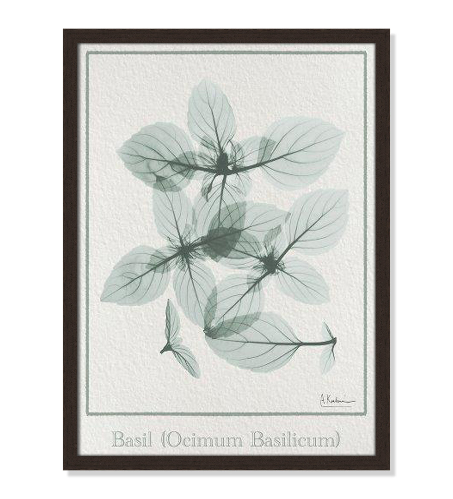 Jeanette "Basil Ocimum Basilicum" Painting, 23" H x 17" W x 1.25" D, Open Grain Walnut Framed Paper