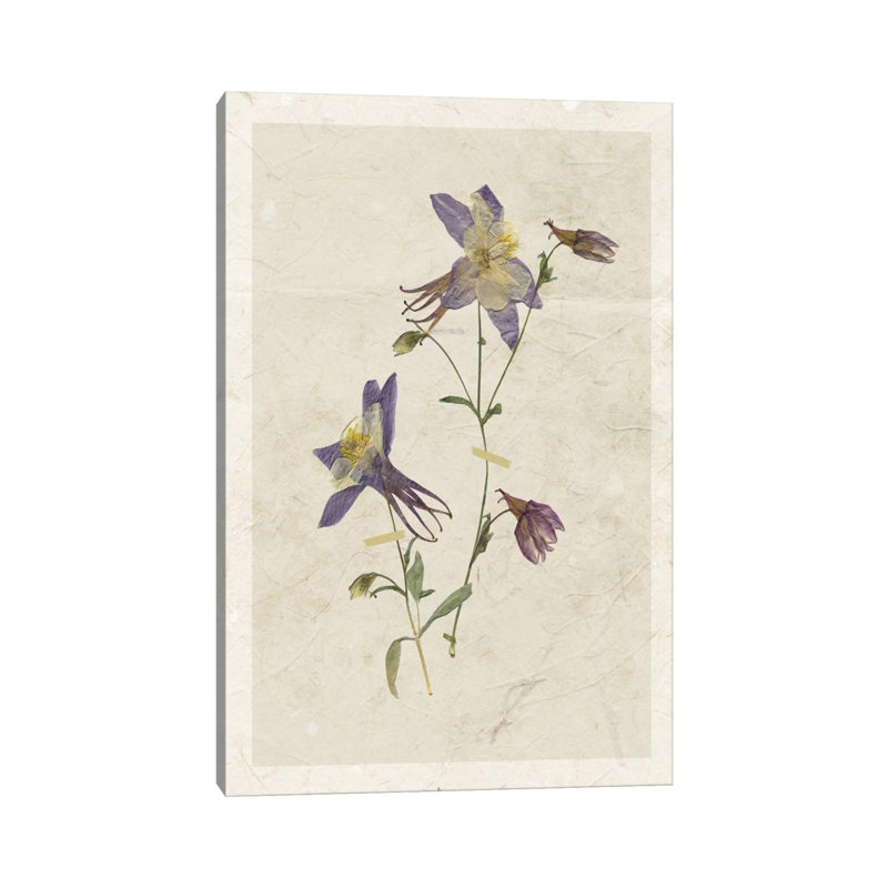Pressed Columbine II 1 Piece Wrapped Canvas Painting, 101.6 cm H x 66.04 cm W x 3.175 cm D