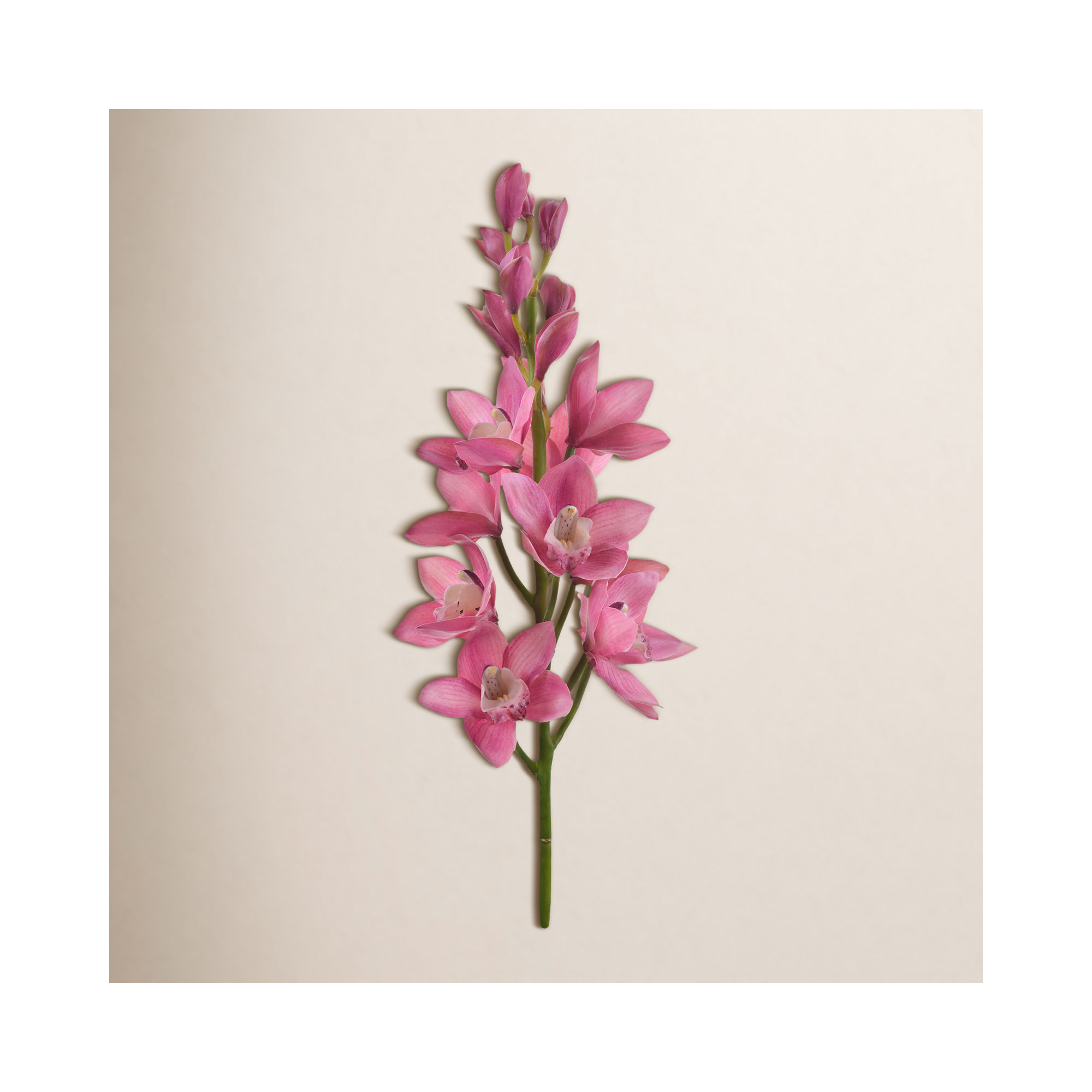 ORCHID CYMBIDIUM STEM