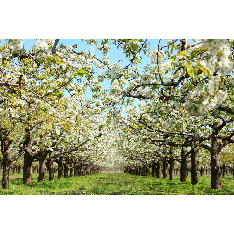 Poiriers en fleur - photographie sur toile tendue, H 32 po x l 48 po