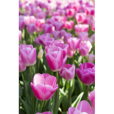 «Adeliah Tulips Of Istanbul» sur toile
