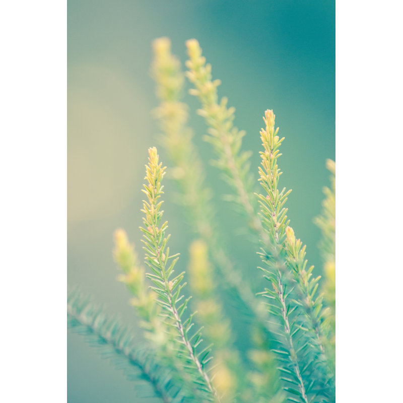 Wildflower by Liebre - Wrapped Canvas Print, 46cm H x 30cm W