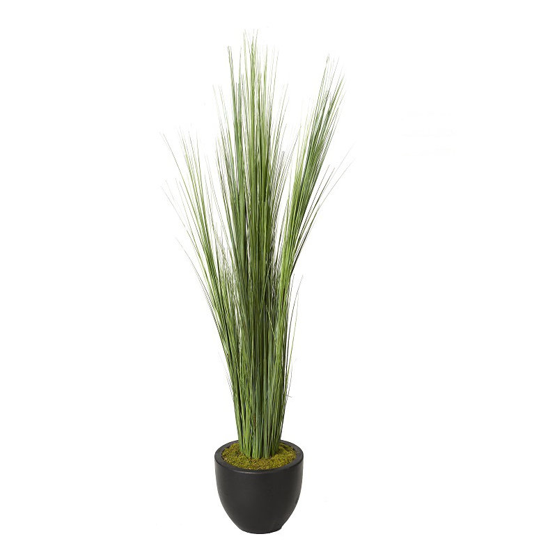 Grand gazon d’oignon en pot