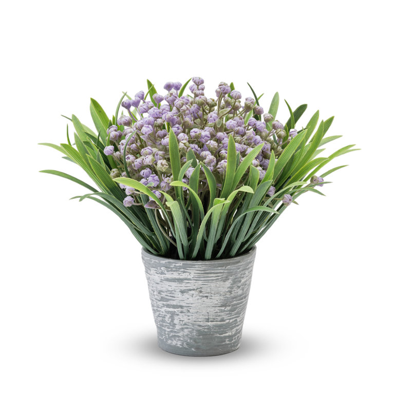 Bubble Star Flowering In Pot, Purple, 1