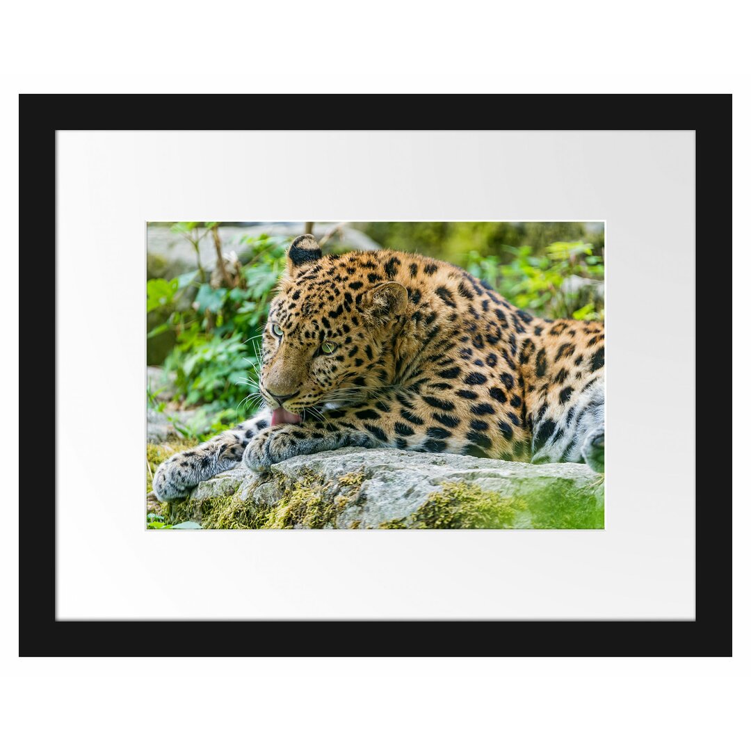 Gerahmtes Poster Leopard beim Putzen