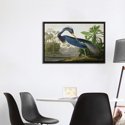 Wick " Louisiana Heron " by John James Audubon