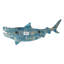 Tigre, requin-tigre - poisson bleu