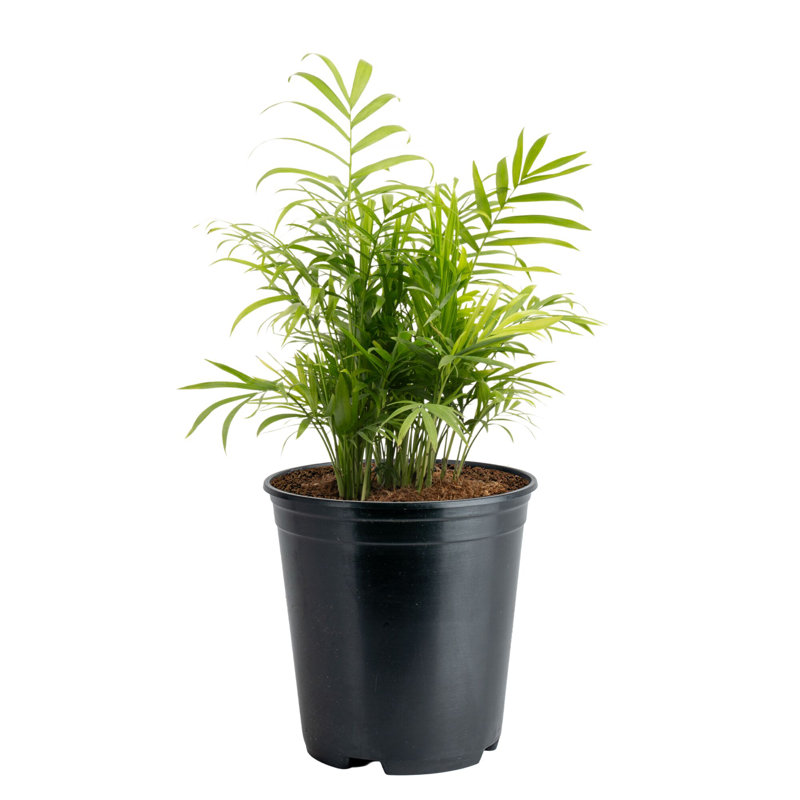 Neanthebella Parlor Palm Live House Plant - Thumbnail 5