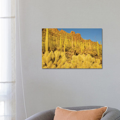 USA, Arizona, Tucson Mountain Park. Sonoran Desert Landscape. by Jaynes Gallery - Wrapped Canvas Print