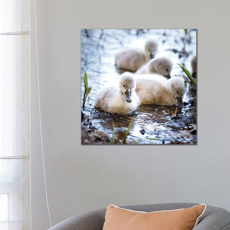 Baby Swans by Karen Burke - Wrapped Canvas Print, 66.04 cm H x 66.04 cm W x 1.91 cm D