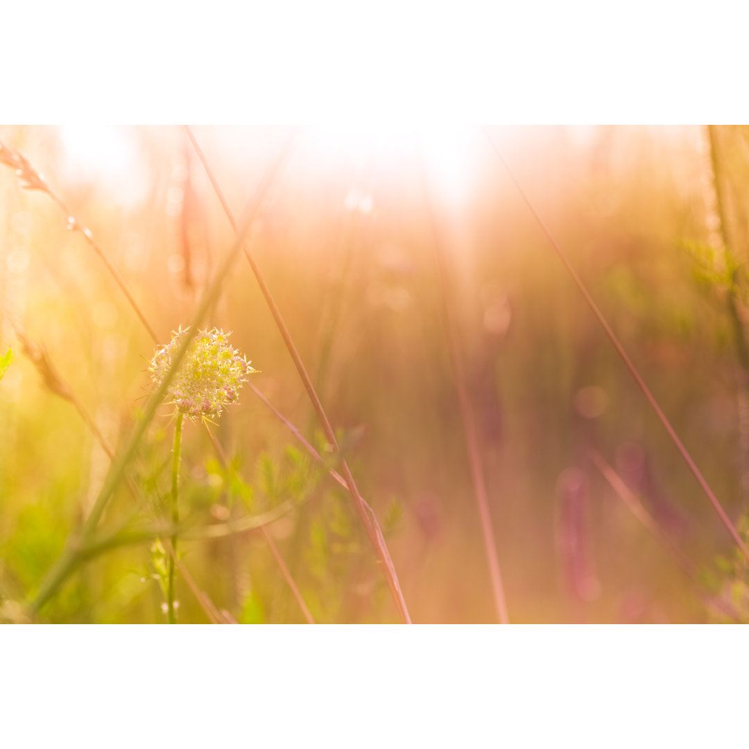 Wildblume bei Sonnenaufgang von Pawel Gaul - Druck