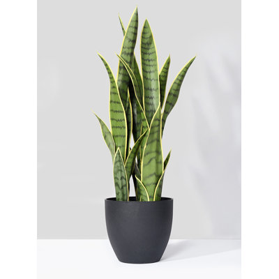 Faux Snake Plant (Sansevieria) Plant in Pot