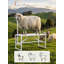 Support à traire pour chèvre, support à bestiaux 47 po x 23 po, support à traire et à cisaillement en métal pour mouton de 21 po à 33 po de hauteur réglable, avec coiffe et boucle de nez