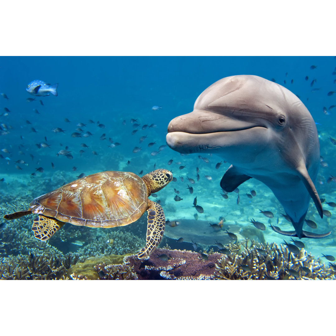 Dolphin And Turtle by Andrea Izzotti - Wrapped Canvas Print